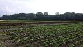 Farma_01